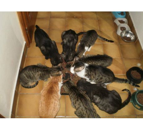 OZ Pomoc opusteným zvieratám Pezinok - OZ POZP / https://www.kato.sk/kategoria/eminent-granule-pre-psov/bezlepkove-krmivo-eminent-dog-adult-new-15-kg/